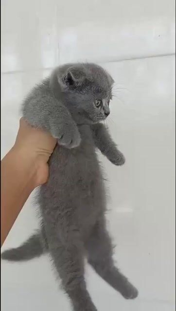 Mèo Tai cụp cái Xám. Mua bán Mèo tại Thành phố Thủ Đức Tp Hồ Chí Minh được đăng bởi Dung Thùy hình 1