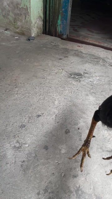 Gà Tre Cuban 1.65kg Đực. Mua bán Gà tại Thành phố Châu Đốc An Giang được đăng bởi phuong hình 1