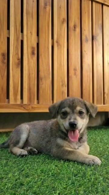 Chó shiba mặt siêu đẹp thông minh. Mua bán Chó tại Quận 12 Tp Hồ Chí Minh được đăng bởi Thi Thi hình 1