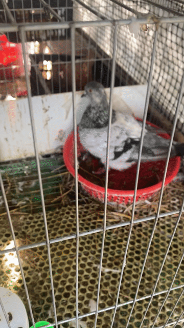 Bồ câu trống 5 tháng kì lân. Mua bán Chim tại Thành phố Bạc Liêu Bạc Liêu được đăng bởi Nguyễn thanh quy hình 1