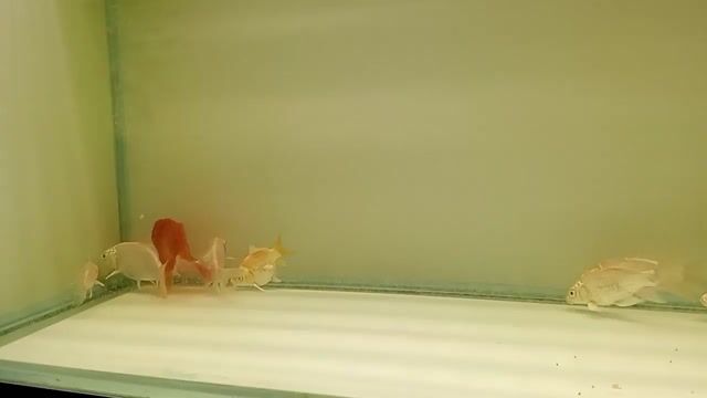 Cá vàng trên 10 cm 11 con. Mua bán Thú cưng khác tại Thành phố Sóc Trăng Sóc Trăng được đăng bởi Vũ hình 1