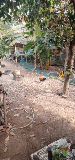 Gà chọi Gà tre 1.2kg nuôi thả. Mua bán Gà tại Huyện Ba Tri Bến Tre được đăng bởi Nguyễn Tùng  hình 1