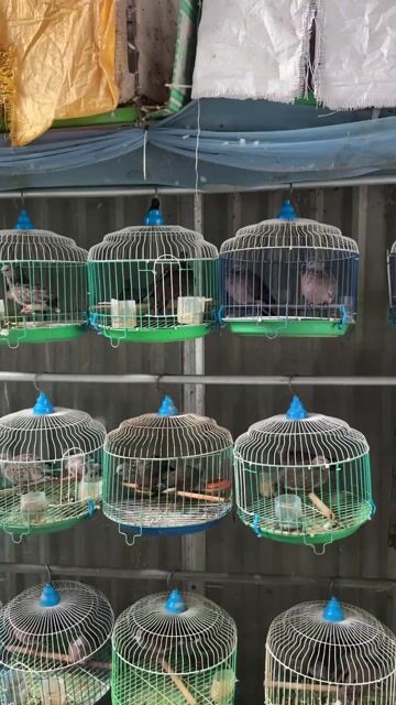 Chim cu gáy sinh sản lẻ trống hoặc mái. Mua bán Chim tại Huyện Đức Hòa Long An được đăng bởi Nguyễn Đỗ Hải Đăng hình 1