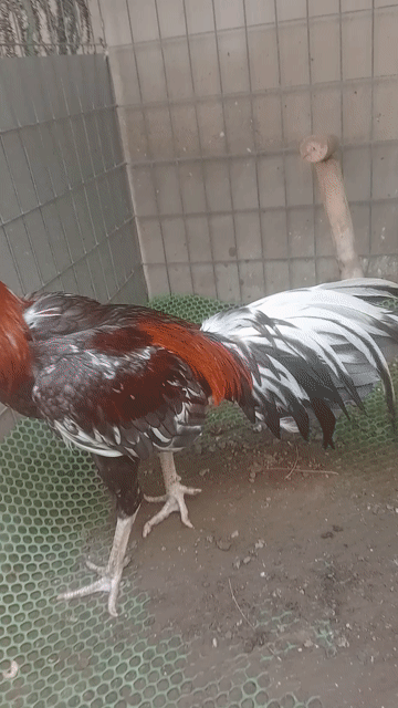 gà nhỏ kg sướt cánh nha ae . Mua bán Gà tại Thành phố Tây Ninh Tây Ninh được đăng bởi gà cúp  hình 1