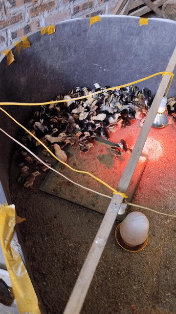 Gà chọi giống cả hai. Mua bán Gà tại Huyện Sóc Sơn Hà Nội được đăng bởi công đô hình 1