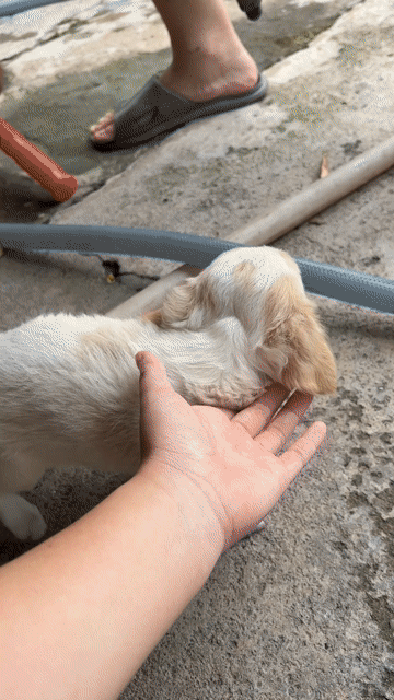 Chó Poodle trắng kem đực 2 tháng. Mua bán Chó tại Thành phố Dĩ An Bình Dương được đăng bởi Minh Thư hình 1