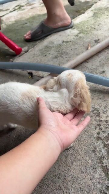 Chó Poodle trắng kem đực 2 tháng. Mua bán Chó tại Thành phố Dĩ An Bình Dương được đăng bởi Minh Thư hình 1