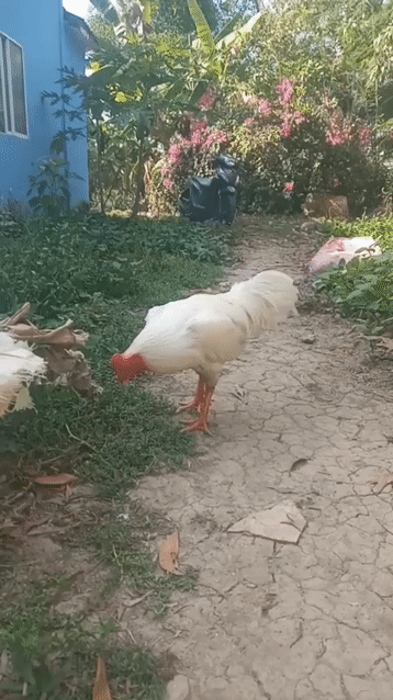 Gà chọi 3.5kg Trắng Đực. Mua bán Gà tại Huyện Mỹ Xuyên Sóc Trăng được đăng bởi Quang Anh hình 1