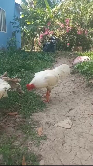 Gà chọi 3.5kg Trắng Đực. Mua bán Gà tại Huyện Mỹ Xuyên Sóc Trăng được đăng bởi Quang Anh hình 1