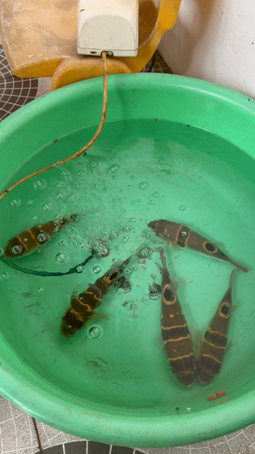 Cá Nóc 20cm. Mua bán Thú cưng khác tại Thị xã Sơn Tây Hà Nội được đăng bởi phứa hình 1