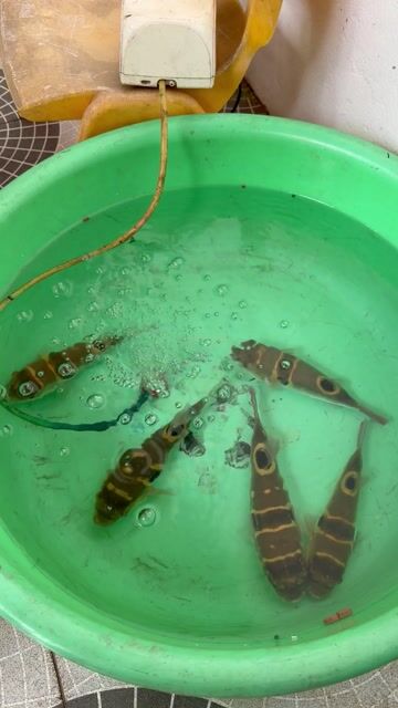 Cá Nóc 20cm. Mua bán Thú cưng khác tại Thị xã Sơn Tây Hà Nội được đăng bởi phứa hình 1