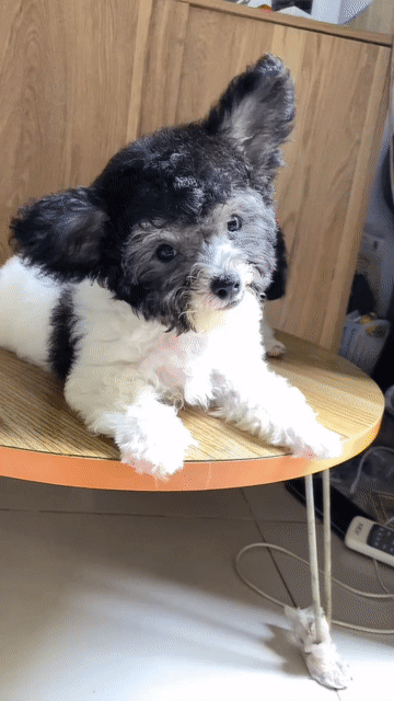 Chó Poodle bò xám đực 3.5 tháng đã tiêm 2mũi. Mua bán Chó tại Quận Bình Tân Tp Hồ Chí Minh được đăng bởi minh hien hình 1