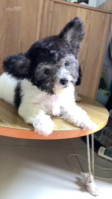 Chó Poodle bò xám đực 3.5 tháng đã tiêm 2mũi. Mua bán Chó tại Quận Bình Tân Tp Hồ Chí Minh được đăng bởi minh hien hình 1