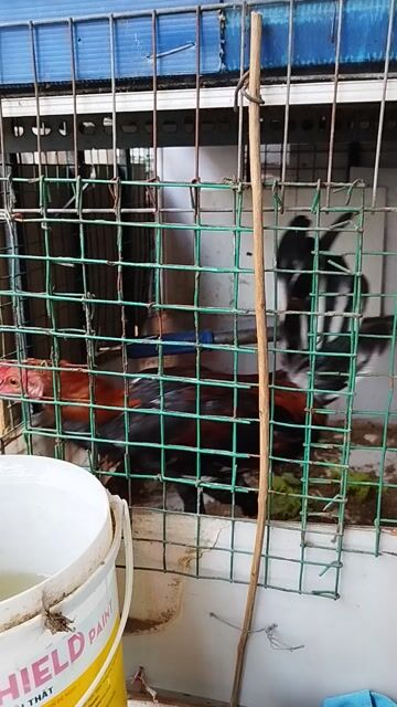 f1 gà tơ 5t 1k2trang đá 1k4-5 . Mua bán Gà tại Huyện Hóc Môn Tp Hồ Chí Minh được đăng bởi hai gà lông gà tre  hình 1
