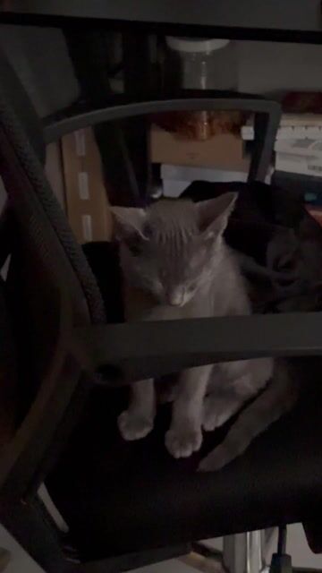 Mèo Anh lông ngắn Xám đã tiêm. Mua bán Mèo tại Quận Bình Thạnh Tp Hồ Chí Minh được đăng bởi Toàn Nguyễn Văn hình 1