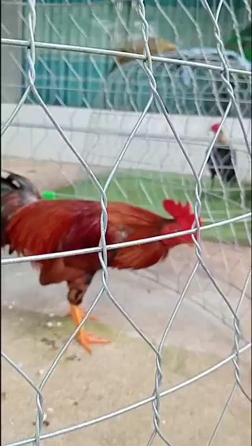 Gà Tre Vàng siumy ức bông 1k3 zin chạng 1k450. Mua bán Gà tại Quận 6 Tp Hồ Chí Minh được đăng bởi A Tài Gà đá Miền Tây 1 hình 1