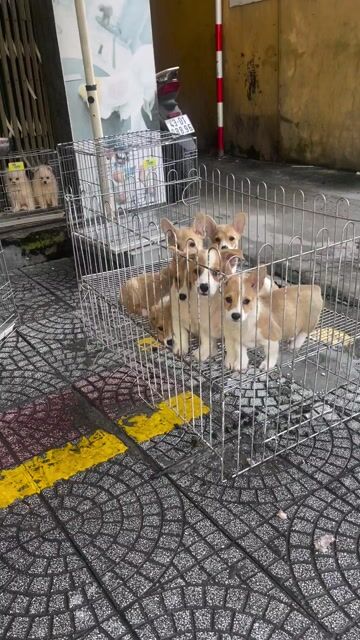 Corgi thuần chủng có giấy tờ. Mua bán Chó tại Thành phố Vũng Tàu Bà Rịa - Vũng Tàu được đăng bởi Chaien Pet Shop hình 1