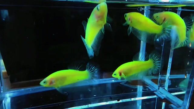 Cá Betta Xanh dạ quang khỏe mạnh. Mua bán Thú cưng khác tại Thị xã Tân Uyên Bình Dương được đăng bởi Bình Mai Betta Shop hình 1