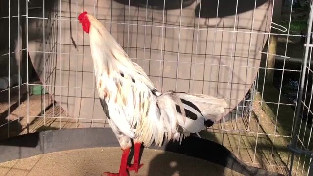 Gà chọi Trắng 2.7kg Đực. Mua bán Gà tại Huyện Châu Thành Bến Tre được đăng bởi văn tài  hình 1