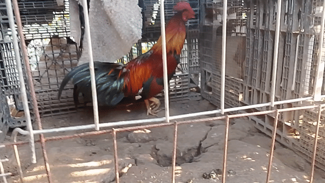 Gà nòi 2.8kg Đực. Mua bán Gà tại Huyện Cái Bè Tiền Giang được đăng bởi Duy peru Mỹ  hình 1