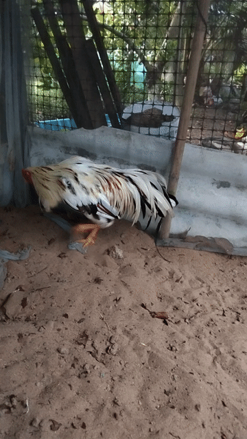 Gà nọc 2.95kg đang thay lông 2x. Mua bán Gà tại Huyện Kế Sách Sóc Trăng được đăng bởi gà kế sách hình 1