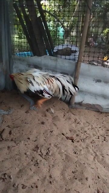 Gà nọc 2.95kg đang thay lông 2x. Mua bán Gà tại Huyện Kế Sách Sóc Trăng được đăng bởi gà kế sách hình 1