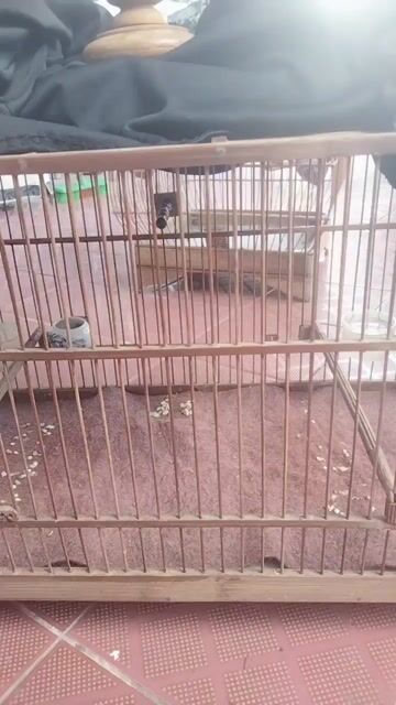 Chim Khoen 2 mùa. Mua bán Chim tại Quận Tân Phú Tp Hồ Chí Minh được đăng bởi bi hình 1