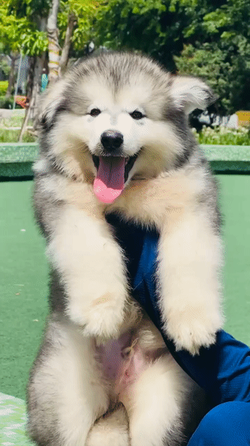 Chó Alaskan xám trắng. Mua bán Chó tại Quận Long Biên Hà Nội được đăng bởi Pet home hình 1