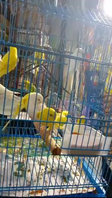 Vẹt Hồng kông mắt đỏ. Mua bán Chim tại Quận Hai Bà Trưng Hà Nội được đăng bởi Đỗ Thị Hạ hình 2