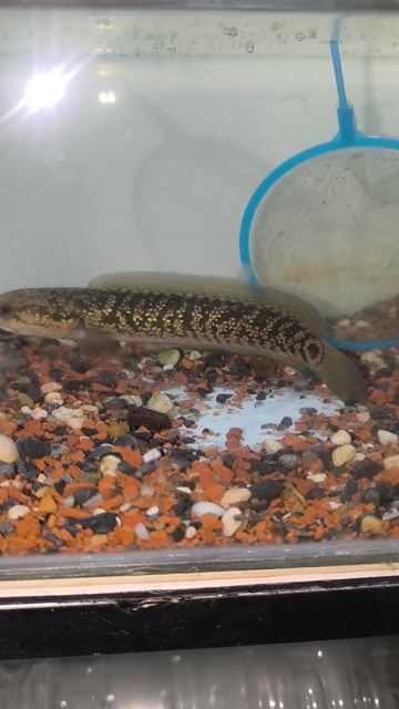 Cá lóc trân châu Kalimaya 12-20cm. Mua bán Thú cưng khác tại Quận Gò Vấp Tp Hồ Chí Minh được đăng bởi Vũ hoàng hình 1