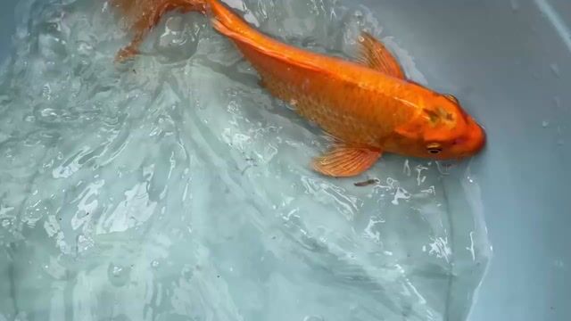 Cá Koi Vàng cam 26cm. Mua bán Thú cưng khác tại Huyện Bình Chánh Tp Hồ Chí Minh được đăng bởi MR Cộng hình 1