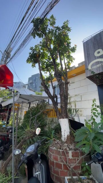 Cây cảnh Lộc vừng. Mua bán Cây cảnh, đồ trang trí tại Quận Sơn Trà Đà Nẵng được đăng bởi Huy Phương hình 1