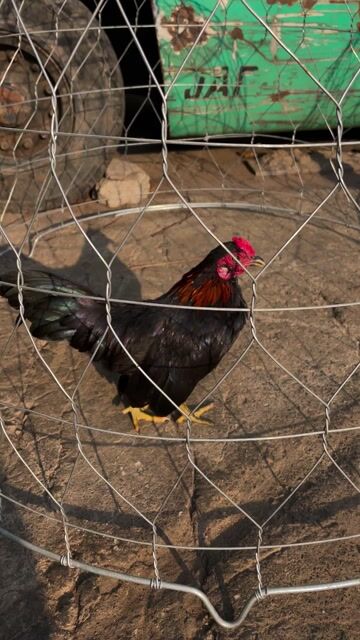 Gà tre Bắc trạng nhỏ. Mua bán Gà tại Thành phố Dĩ An Bình Dương được đăng bởi Hoàng Đặng hình 1