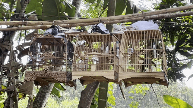 Chim thi tuần đã thuần kèm lồng. Mua bán Chim tại Quận Hải Châu Đà Nẵng được đăng bởi nin  hình 1