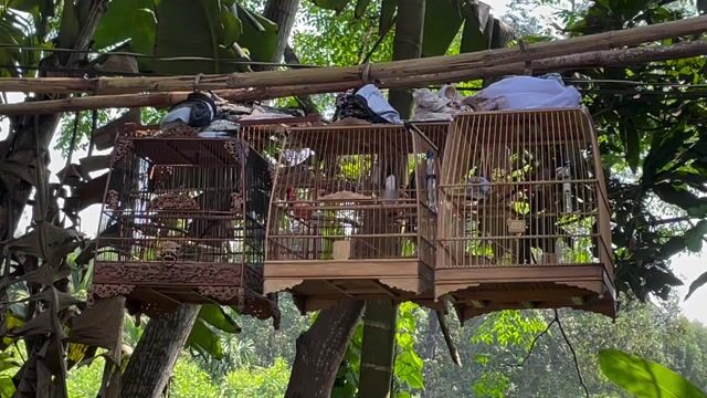 Chim thi tuần đã thuần kèm lồng. Mua bán Chim tại Quận Hải Châu Đà Nẵng được đăng bởi nin  hình 1