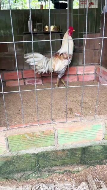 bướm chân xanh 3 k ae nak hop nha ola em. Mua bán Gà tại Huyện Mỏ Cày Nam Bến Tre được đăng bởi Dương Văn Phi Hùng hình 1