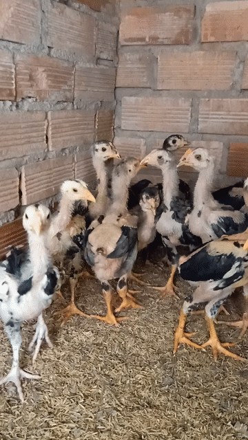 Gà chọi con 5-6 lạng 80k. Mua bán Gà tại Thành phố Thuận An Bình Dương được đăng bởi Thanh hình 1