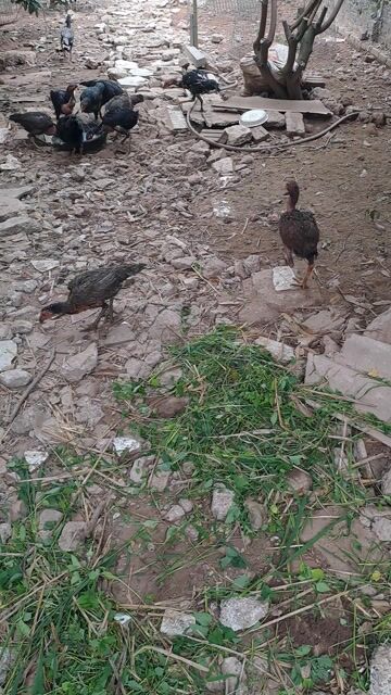 Gà dòng đốc cổ Mái. Mua bán Gà tại Huyện Quốc Oai Hà Nội được đăng bởi Huấn hình 1