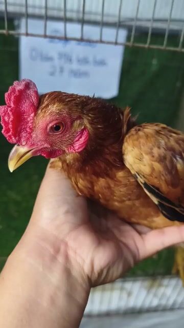 Gà tre bắc cộc  màu Nâu. Mua bán Gà tại Huyện Bình Chánh Tp Hồ Chí Minh được đăng bởi Trương hình 1