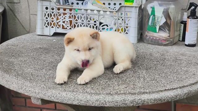 Chó Mông Cộc Đực Kem Đẹp + Lưỡi Đốm (Chuẩn Giống). Mua bán Chó tại Quận Gò Vấp Tp Hồ Chí Minh được đăng bởi Shop SH Và Chó Cộc Sài Gòn hình 1