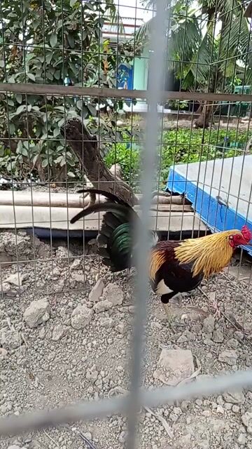 Chuối Mỹ 1.1kg. Mua bán Gà tại Huyện Bến Lức Long An được đăng bởi Phương hình 1