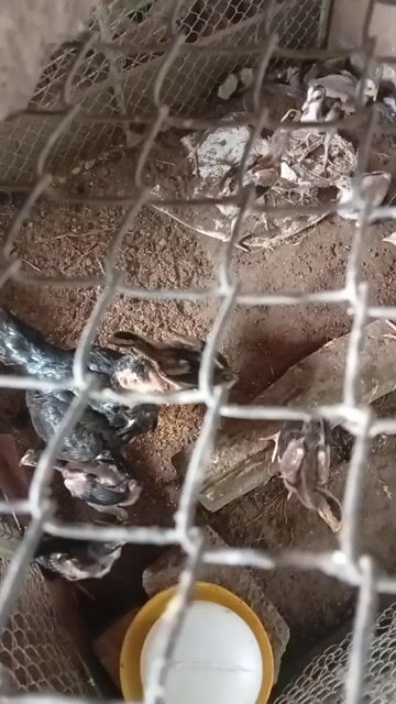 Gà cú lửa con 1-2 tháng. Mua bán Gà tại Huyện Mỹ Đức Hà Nội được đăng bởi Tên chưa cung cấp hình 1