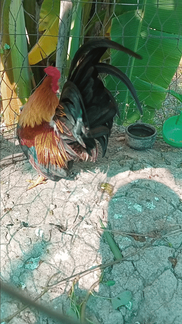 Gà kiểng Đực 1 cặp. Mua bán Gà tại Huyện Tịnh Biên An Giang được đăng bởi hòa phát hình 1