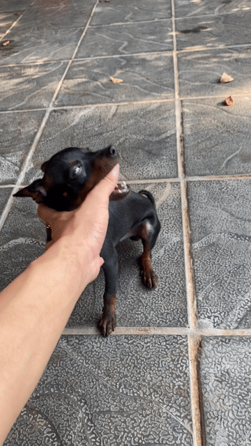 Chó Phốc hươu mini 1.8kg Đen đỏ 8 tháng. Mua bán Chó tại Thị xã Từ Sơn Bắc Ninh được đăng bởi ĐỨC hình 1