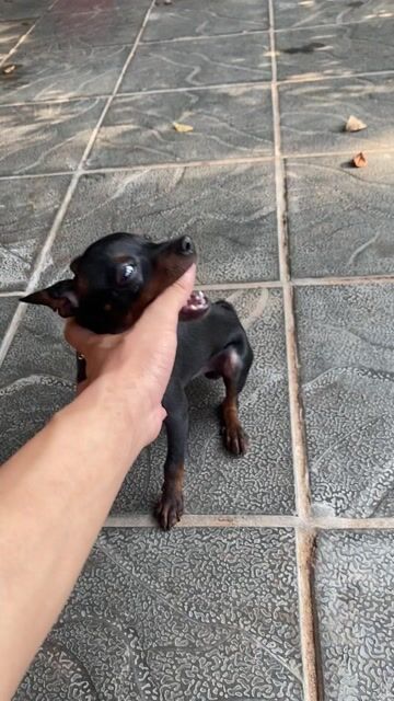 Chó Phốc hươu mini 1.8kg Đen đỏ 8 tháng. Mua bán Chó tại Thị xã Từ Sơn Bắc Ninh được đăng bởi ĐỨC hình 1