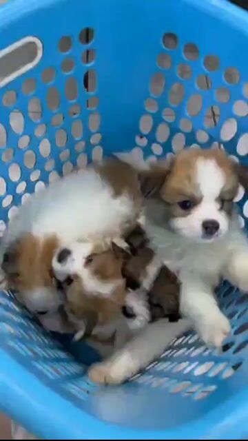 Chó Corgi lai Phốc Sóc 2.5 tháng. Mua bán Chó tại Quận Liên Chiểu Đà Nẵng được đăng bởi Phùng Phương Thùy hình 1