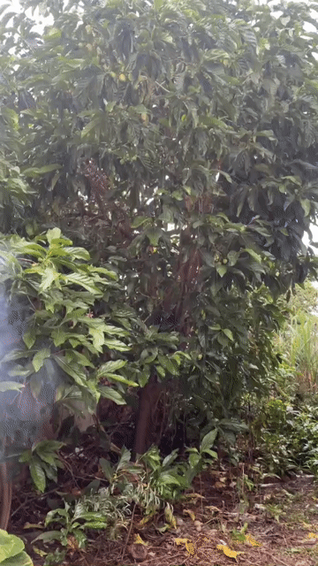 Cây Nhàu Khoẻ mạnh. Mua bán Cây cảnh, đồ trang trí tại Huyện Xuyên Mộc Bà Rịa - Vũng Tàu được đăng bởi Le Thi Truc Ly hình 1