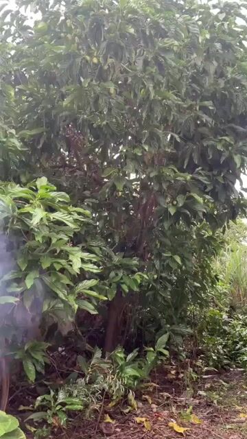 Cây Nhàu Khoẻ mạnh. Mua bán Cây cảnh, đồ trang trí tại Huyện Xuyên Mộc Bà Rịa - Vũng Tàu được đăng bởi Le Thi Truc Ly hình 1
