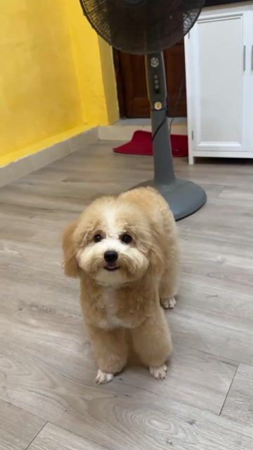 Chó Poodle Cái Vàng kem 14 tháng đã tiêm. Mua bán Chó tại Quận Hải Châu Đà Nẵng được đăng bởi Trần Anh hình 1
