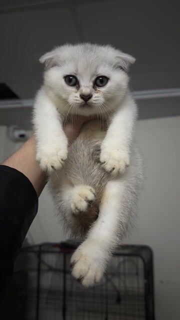 Mèo Anh lông ngắn Tabi,  Black golden. Mua bán Mèo tại Quận Hoàng Mai Hà Nội được đăng bởi Tuấn Linh hình 1